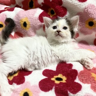 もふもふ長毛美少女ちゃん1ヶ月半天使降臨