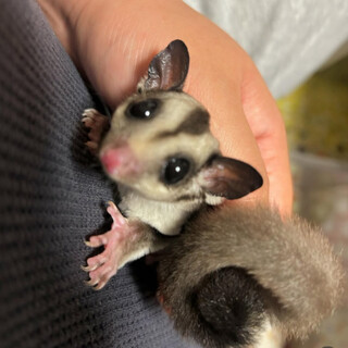 フクロモモンガ　2024/09/03奪嚢