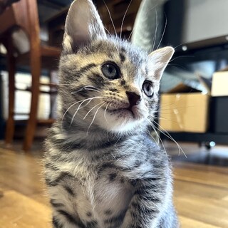 ★里親様決定！★甘えん坊のかまってちゃん❤小次郎