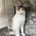 りんご猫ミーちゃんにずっとのおうちを！