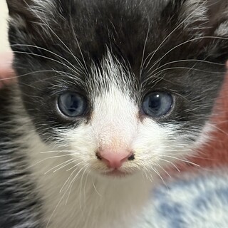 生後1ヶ月〜ハチワレ赤ちゃん