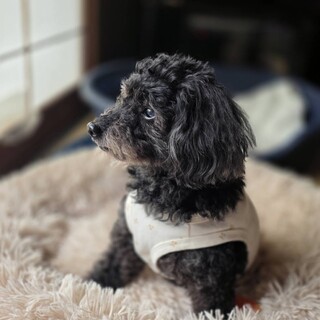 小ぶりでぽっちゃりなトイプードルのりぼんちゃん