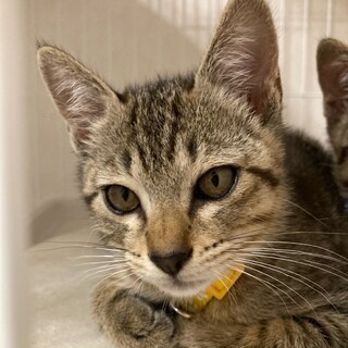 福岡市東区より：保護した猫が子猫４匹出産！