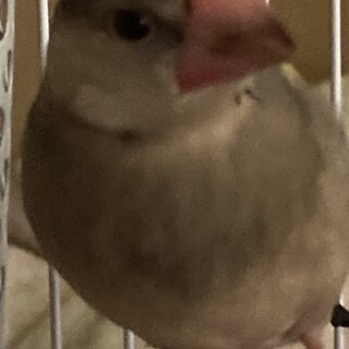 文鳥の里親を募集しています。