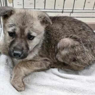 緊急！生後1ケ月の可愛い子犬　6月3日迄