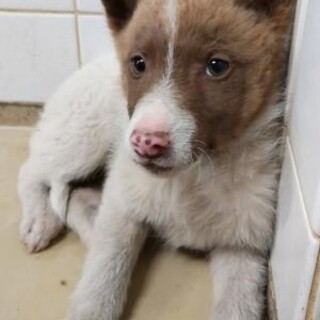 緊急！生後1ケ月の可愛い子犬　6月3日迄