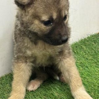 緊急！生後1ケ月の可愛い子犬　6月3日迄