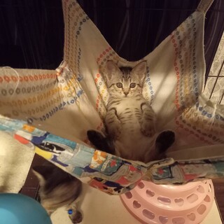 ありがとうございます！２ヶ月女の子チロルちゃん