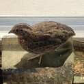 うずら5月3日生まれ男の子。1羽里親様募集