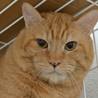 ツム：実は甘えん坊の貴公子