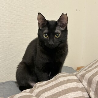ちんまり黒猫☆人にはビビり、猫には甘々ピカちゃん