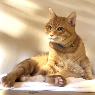 抱っこ大好き甘えん坊のムギ君