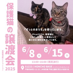 保護猫の譲渡会