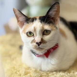 撫でられるのが大好きな三毛猫ミユちゃん