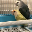 コザクラインコ2匹里親募集