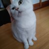 の写真