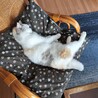 の写真