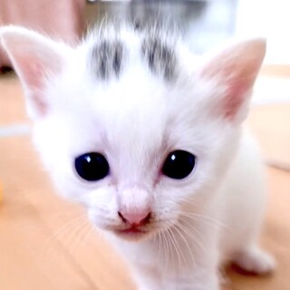 授乳～白系グレーの縞斑点の超甘えん坊パリ君