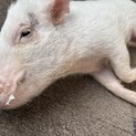 マイクロブタ君2歳(オス)
