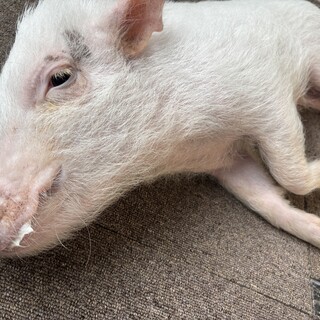 マイクロブタ君2歳(オス)