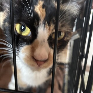 急募!! 黒サビ三毛の女の子