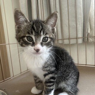 2ヶ月の元気一杯の男の子　キジシロちゃん