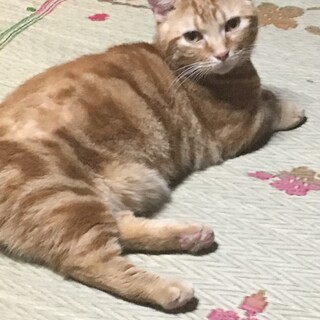 短足マンチカンの男の子です