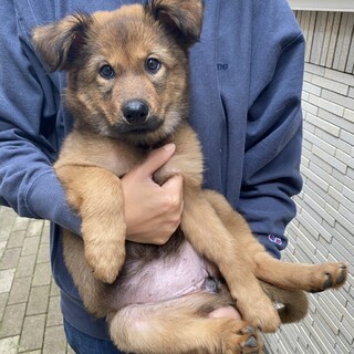 ずんぐりむっくりくまさん系の大型犬女の子