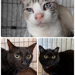 「愛護センターより3匹お迎えしました」サムネイル1