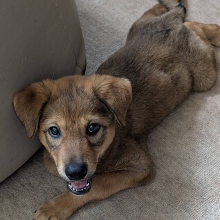 遊び上手なもこもこもちもち大型犬の女の子