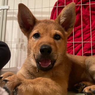 トイレの失敗がない天才犬★大型男の子