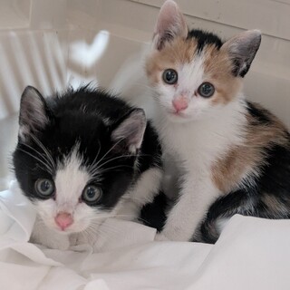 子猫の家族を探しています