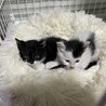 タキシード黒白 メス サムネイル4