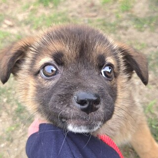 推定3ヶ月♂あや太募集一時停止