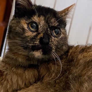 サビ猫の女の子　ゴビ