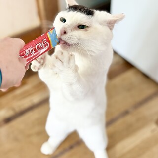 初対面でもスリスリ！ぷーぷーちゃん6歳