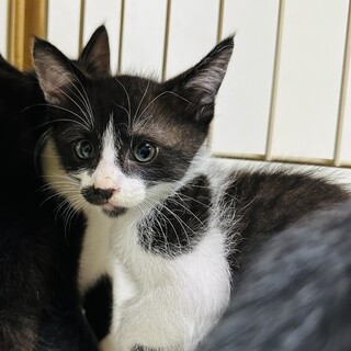 2ヶ月になったばかりの子猫