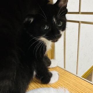 2ヶ月になったばかりの子猫