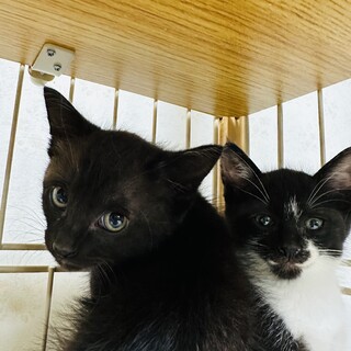 2ヶ月になったばかりの男の子