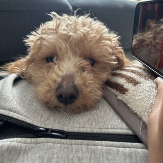 マルプー1歳男の子