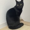 なしこっこ