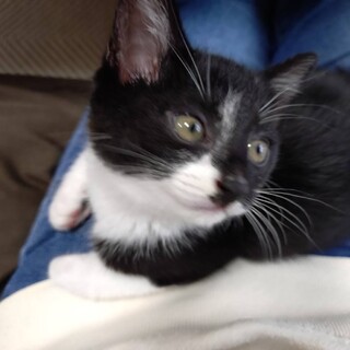 とてもチャーミングな黒白子猫のタビ！