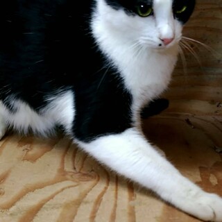 イケメンのレビン君♪