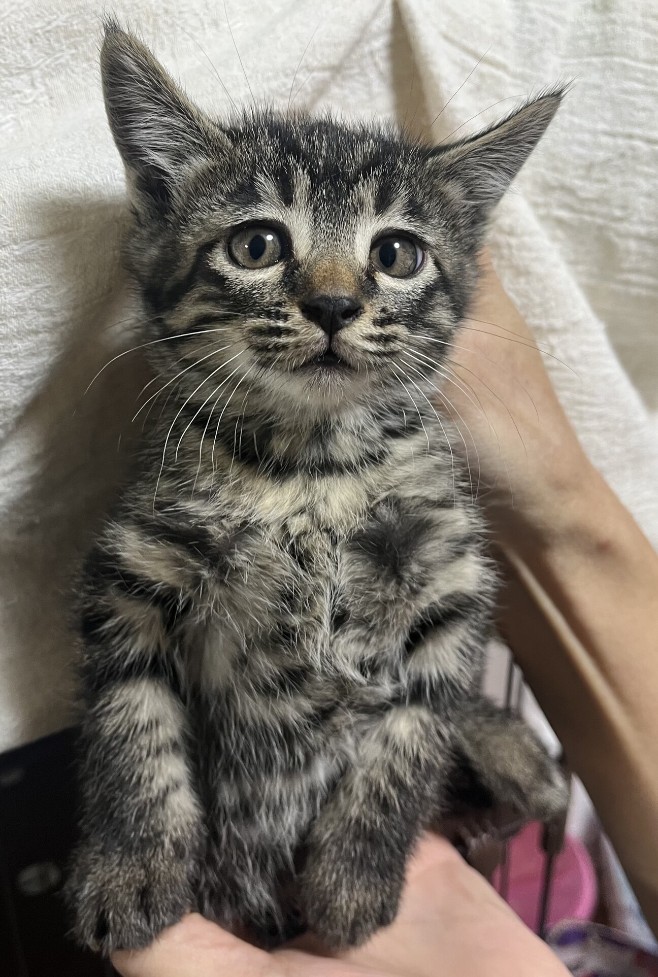 8匹わんこの大家族様 8匹わんこの大家族様 maxresdefault.jpg