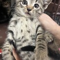 ６匹子猫大家族☆凛々しいグリーン