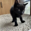 黒猫こねこ♀