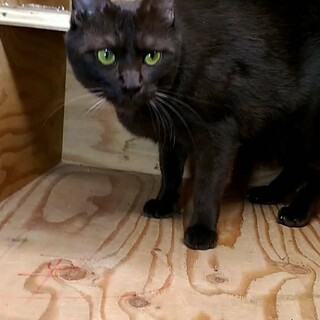 綺麗な毛並みのシーバくん♪