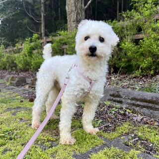 他サイトで決まりました。ありがとうございました。