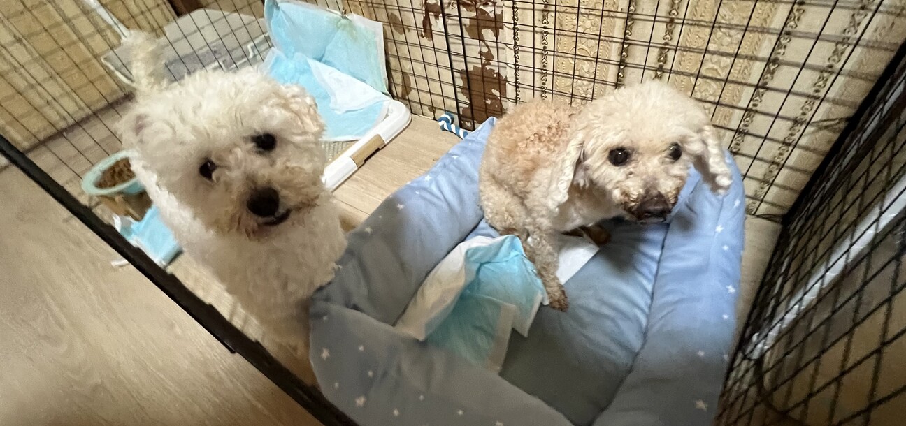 他サイトで決まりました。...」静岡県 - 犬の里親募集(516212) 4枚目の 
