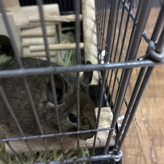 デグー女の子　里親様募集